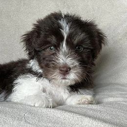 Havanese from Hidden Lakes Farm