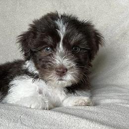 Havanese from Hidden Lakes Farm