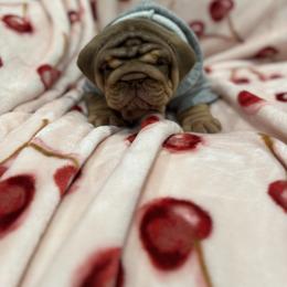 Girl 1 - Chocolate tri-color female Bulldog puppy in Bonney Lake, Washington from Sitka spruce bulldogs
