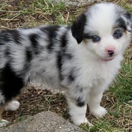 Miniature American Shepherd and Miniature Australian Shepherd Puppies from ShawnMarie Davis