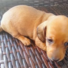 Billy - Red male Dachshund puppy in Cedar Rapids, Iowa from Paulassillydogs
