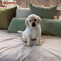 Dewey - Yellow male Labrador Retriever puppy in Tekonsha, Michigan from Asher Acres Labs