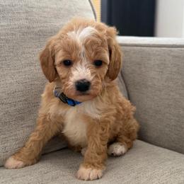 Blue collar male - Apricot male Goldendoodle puppy in Ridgewood, New Jersey from Jessie’s Doodles