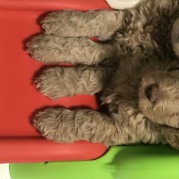 Goldendoodle, Schnoodle, and Sheepadoodle Puppies from Dood Ranch