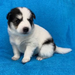 Pomsky Puppies from Brent Bauer