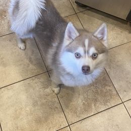 Remy - Pomsky