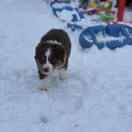 Hey Dude - Red tri-color male Australian Shepherd puppy in Ashland, Ohio from SS Australian Shepherds