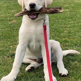 Labrador Retrievers from Morning Glory Labradors