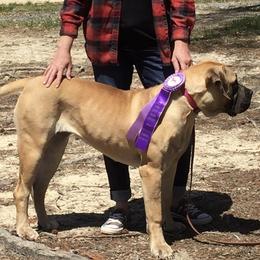Leah - Boerboel