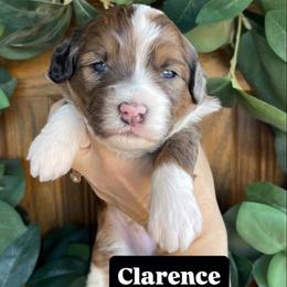 Clarence - Chocolate merle male Bernedoodle puppy in Superior, Arizona from Mountain Bridge Doodles