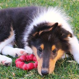 T.J. - Black white and tan male Collie puppy in Mesa, Arizona from Sperling's Rough Collies