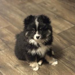 Frappuccino - Black male Pomsky puppy in Sturgis, Kentucky from Furever Pomskies
