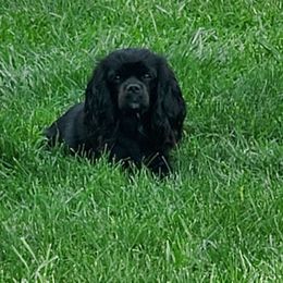 Hyde - Cavalier King Charles Spaniel