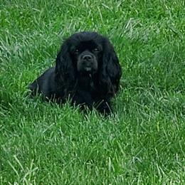 Hyde - Cavalier King Charles Spaniel