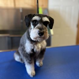Mylee - Miniature Schnauzer