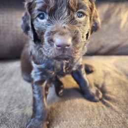Green - Liver male Boykin Spaniel puppy in Midland, Michigan from Ives Heritage Homestead