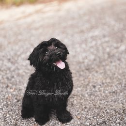 Swannie - Black and white female Aussiedoodle puppy in Centreville, Mississippi from Trin's Designer Doodles