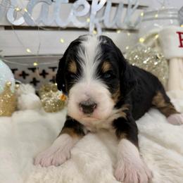 Michigan Rock - Tri-color male Bernedoodle puppy in Hegins, Pennsylvania from Bubbling Springs Doodles, LLC