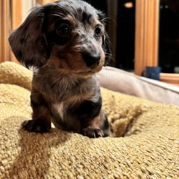 Dachshund Puppies from Salchi Dog miniature dachshunds