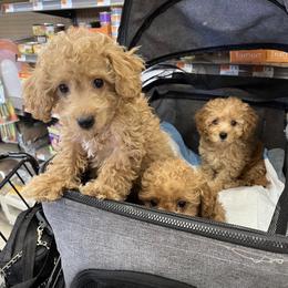 Maltipoo Puppies from Awwws-n-Pawws