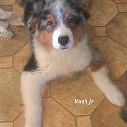 RUSH Jr - Blue merle male Australian Shepherd puppy in Elk Creek, Missouri from Hearts on Fire Australian Shepherds