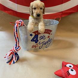 Goldendoodle Puppies from Dhalia’s Doodles