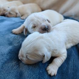 Male 3 - Light golden male Golden Retriever puppy in Roseburg, Oregon from Unbound Goldens