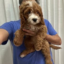 Holly - Red female Cavapoo puppy in Mint Hill, North Carolina from DoodleForever
