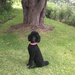 Poodles from Hidden Ridge Ranch