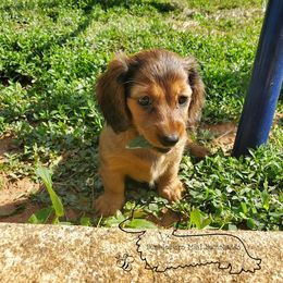 Dachshund Puppies from Dumbledore's AKC Mini Dachshunds
