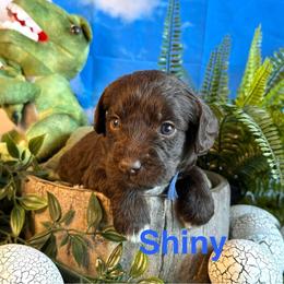 Shiny - Chocolate female Labradoodle puppy in Chelan, Washington from North Cascades Doodles