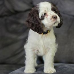 Eva - Brown and white female Cocker Spaniel puppy in Winston Salem, North Carolina from Cocker Cottage