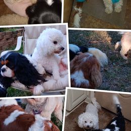 Cavachon and Cavalier King Charles Spaniel Puppies from The House of Wiggle Waggle