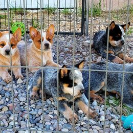 Spot Boy - Blue speckled Australian Cattle Dog puppy in New Mexico from Thornbush