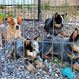 Spot Boy - Blue speckled Australian Cattle Dog puppy in New Mexico from Thornbush