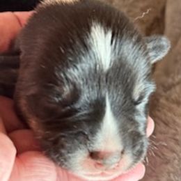 Mister - Black and tan male Pembroke Welsh Corgi puppy in Riverside, California from Four Aces Corgis