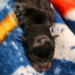 Pepper's Love Buzz - Buzz - Black and tan male Pomeranian puppy in Plant City, Florida from Pepper's Pomeranians