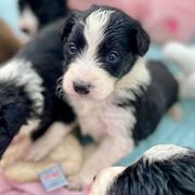 Aussiedoodle and Bordoodle Puppies from Dood B Ranch Doodles
