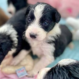 Aussiedoodle and Bordoodle Puppies from Dood B Ranch Doodles