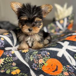 Monty - Black and tan male Yorkshire Terrier puppy in Palmdale, California from Pucci Pawfect