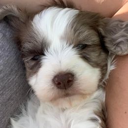 Springerdoodles from Windy Sage Kennel