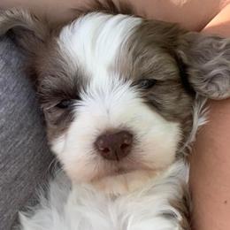 Springerdoodles from Windy Sage Kennel