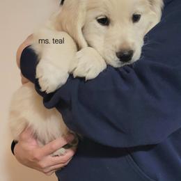 Girl 2 - Light golden female Golden Retriever puppy in Campton, Kentucky from ElkRidge Goldens