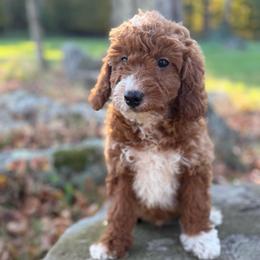 Pocus - Apricot male Goldendoodle puppy in Killingly, Connecticut from Woodland Acres