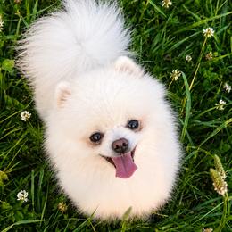Tiny Tim - Pomeranian