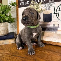 Dallas - Blue male Great Dane puppy in Carencro, Louisiana from Halsey Danes