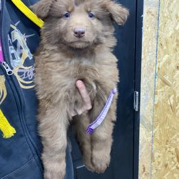 Girl 2 Purple Collar - Liver female German Shepherd puppy in Pelham, North Carolina from P & P Shepherds