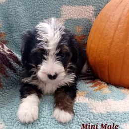 Aussiedoodle, Bernedoodle, Poodle, Shihpoo, and Shih Tzu Puppies from Route 66 Poodles & Doodles, Sapphire Shih-tzu's of Ohio