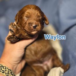 Waylen - Red male Cavapoo puppy in West Point, Mississippi from Golden Paws