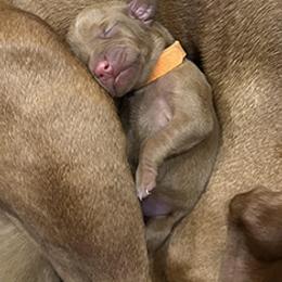 Brittany and Vizsla Puppies from Tequila Kennels